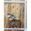 Image 1 : 4x4 Whitetail Shoulder Mount Taxidermy