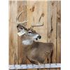 Image 2 : 4x4 Whitetail Shoulder Mount Taxidermy