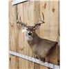 Image 3 : 4x4 Whitetail Shoulder Mount Taxidermy