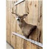 Image 4 : 4x4 Whitetail Shoulder Mount Taxidermy