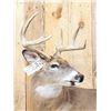 Image 5 : 4x4 Whitetail Shoulder Mount Taxidermy