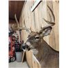 Image 6 : 4x4 Whitetail Shoulder Mount Taxidermy