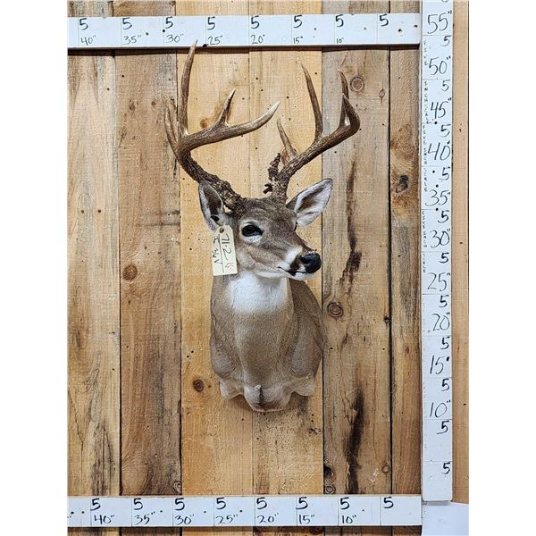 5x5 Whitetail Shoulder Mount Taxidermy