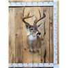 Image 1 : 5x5 Whitetail Shoulder Mount Taxidermy