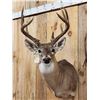 Image 2 : 5x5 Whitetail Shoulder Mount Taxidermy