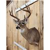 Image 3 : 5x5 Whitetail Shoulder Mount Taxidermy