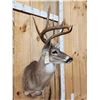 Image 4 : 5x5 Whitetail Shoulder Mount Taxidermy