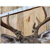 Image 5 : 5x5 Whitetail Shoulder Mount Taxidermy
