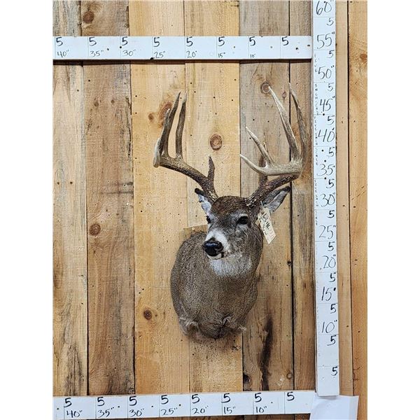 Wild Canadian 5x5 Whitetail Shoulder Mount Taxidermy