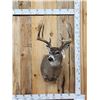 Image 1 : Wild Canadian 5x5 Whitetail Shoulder Mount Taxidermy