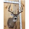 Image 2 : Wild Canadian 5x5 Whitetail Shoulder Mount Taxidermy