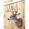 Image 3 : Wild Canadian 5x5 Whitetail Shoulder Mount Taxidermy