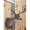 Image 4 : Wild Canadian 5x5 Whitetail Shoulder Mount Taxidermy