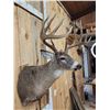 Image 5 : Wild Canadian 5x5 Whitetail Shoulder Mount Taxidermy