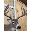 Image 6 : Wild Canadian 5x5 Whitetail Shoulder Mount Taxidermy