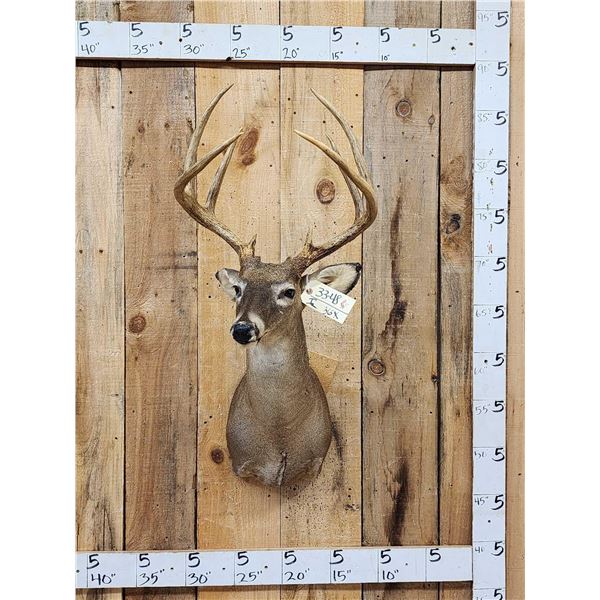 4x4 Whitetail Shoulder Mount Taxidermy