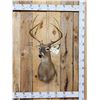 Image 1 : 4x4 Whitetail Shoulder Mount Taxidermy
