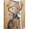 Image 2 : 4x4 Whitetail Shoulder Mount Taxidermy