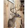 Image 3 : 4x4 Whitetail Shoulder Mount Taxidermy