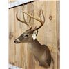 Image 4 : 4x4 Whitetail Shoulder Mount Taxidermy
