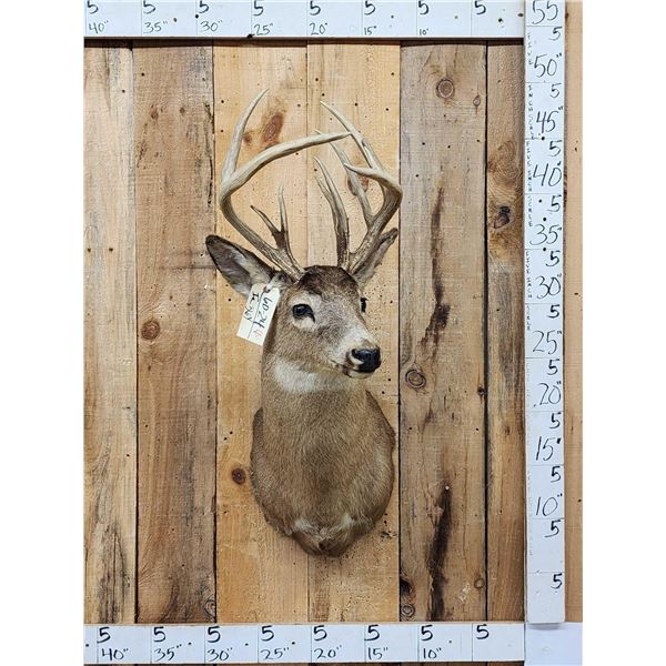 Wild Main Frame 6x5 Whitetail Shoulder Mount Taxidermy