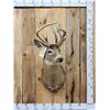 Image 1 : Wild Main Frame 6x5 Whitetail Shoulder Mount Taxidermy