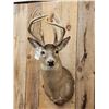 Image 2 : Wild Main Frame 6x5 Whitetail Shoulder Mount Taxidermy
