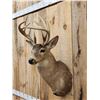 Image 3 : Wild Main Frame 6x5 Whitetail Shoulder Mount Taxidermy