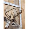Image 4 : Wild Main Frame 6x5 Whitetail Shoulder Mount Taxidermy