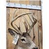 Image 5 : Wild Main Frame 6x5 Whitetail Shoulder Mount Taxidermy