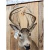 Image 6 : Wild Main Frame 6x5 Whitetail Shoulder Mount Taxidermy