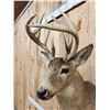 Image 7 : Wild Main Frame 6x5 Whitetail Shoulder Mount Taxidermy