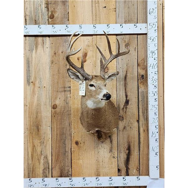 6x5 Whitetail Shoulder Mount Taxidermy