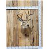 Image 1 : 6x5 Whitetail Shoulder Mount Taxidermy