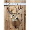 Image 2 : 6x5 Whitetail Shoulder Mount Taxidermy
