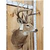 Image 3 : 6x5 Whitetail Shoulder Mount Taxidermy