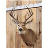 Image 4 : 6x5 Whitetail Shoulder Mount Taxidermy