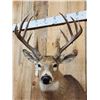 Image 5 : 6x5 Whitetail Shoulder Mount Taxidermy