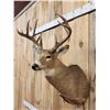 Image 6 : 6x5 Whitetail Shoulder Mount Taxidermy