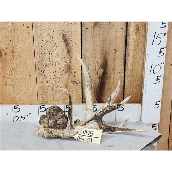 Big Freak Nontypical Whitetail Shed Antler With Tumors