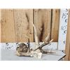 Image 1 : Big Freak Nontypical Whitetail Shed Antler With Tumors