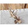 Image 3 : Big Freak Nontypical Whitetail Shed Antler With Tumors