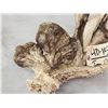 Image 4 : Big Freak Nontypical Whitetail Shed Antler With Tumors