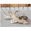 Image 5 : Big Freak Nontypical Whitetail Shed Antler With Tumors