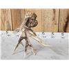 Image 7 : Big Freak Nontypical Whitetail Shed Antler With Tumors