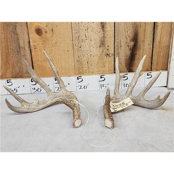 6x5 Whitetail Shed Antlers