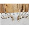 Image 1 : 6x5 Whitetail Shed Antlers