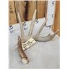 Image 2 : 6x5 Whitetail Shed Antlers