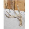 Image 3 : 6x5 Whitetail Shed Antlers
