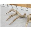 Image 4 : 6x5 Whitetail Shed Antlers
